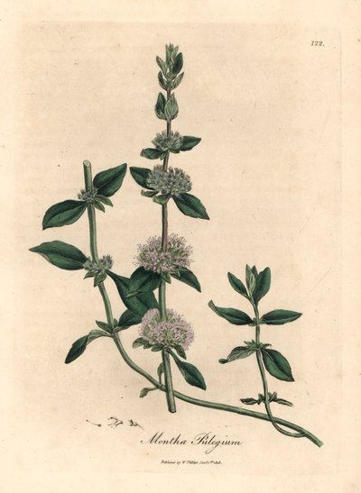 Menta puleggio a fiori lilla, Mentha pulegium, da un