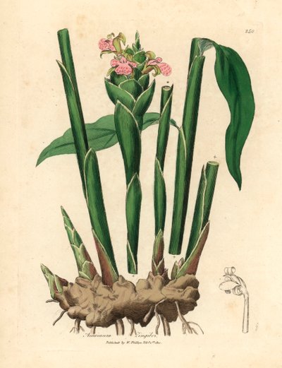 Zenzero a foglia stretta, Zingiber officinale, da un