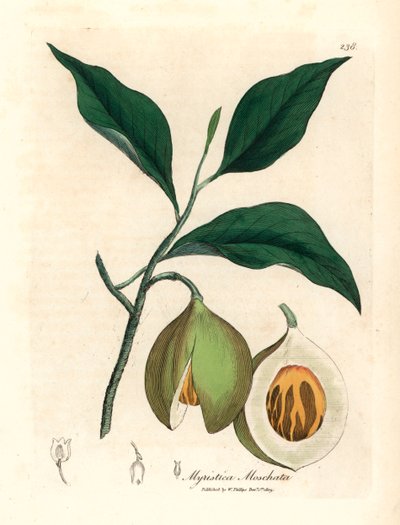 Noce moscata e macis, Myristica moschata, Myristica fragrans, da un