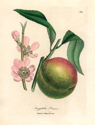 Pesco con frutto maturo e fiore rosa, Amygdalus persica, da un