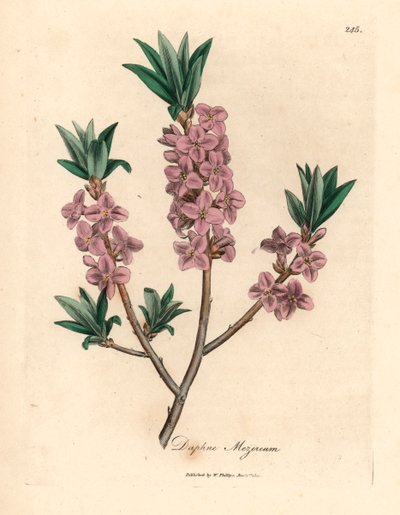 Mezereon a fiori rosa, Daphne mezereum, da un