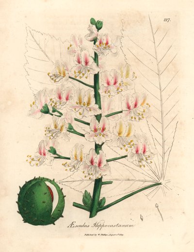 Fiori rosa e frutti dell