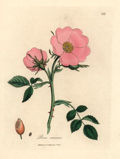 Rosa canina rosa con cinorrodo, Rosa canina, da un