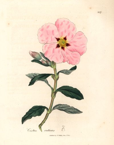 Cisto cretico a fiori rosa, Cistus creticus, da un
