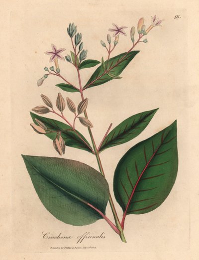 Corteccia di china peruviana a fiore rosa, Cinchona officinalis, da un
