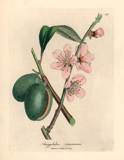 Mandorlo a fiori rosa, Amygdalus communis, da un