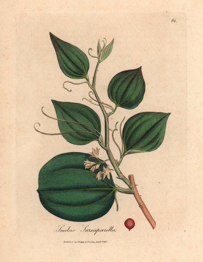 Salsapariglia a fiori rosa e bacche, Smilax sarsaparilla, da un