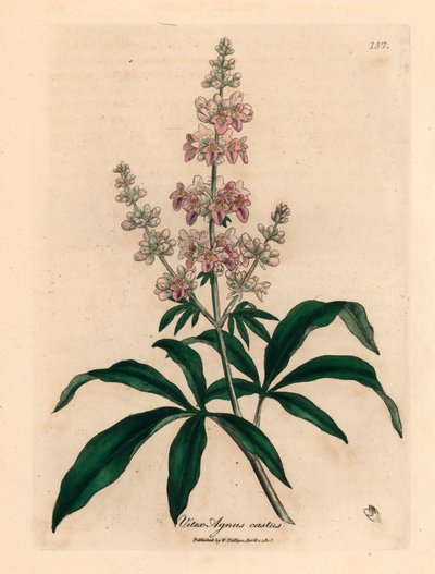Albero casto a fiori rosa, Vitex agnus castus, da un