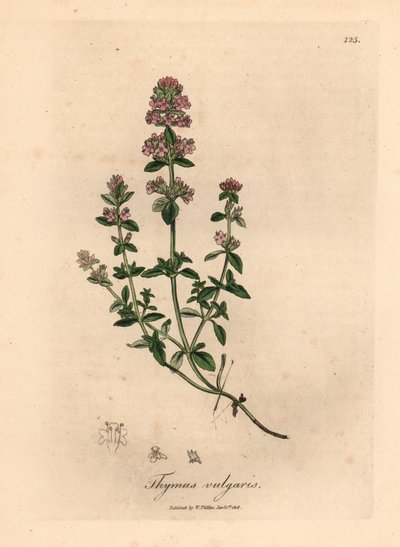 Timo da giardino a fiori rosa, Thymus vulgaris, da un