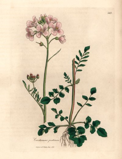 Cardamine pratensis a fiore rosa, da un