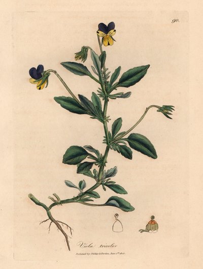 Viola del pensiero viola e gialla, Viola tricolor, da un
