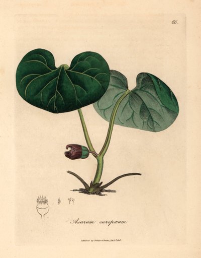 Asarabacca dai fiori viola, o zenzero selvatico, Asarum europaeum, da un
