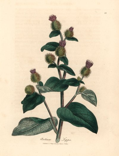 Bardana a fiori viola, Arctium lappa, da un
