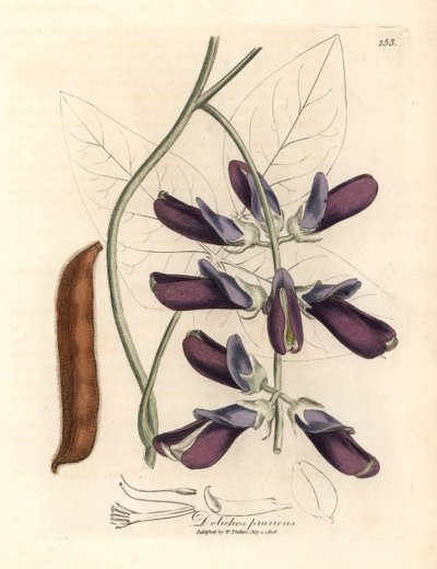 Dolico dai fiori viola, Dolichos pruriens, da un