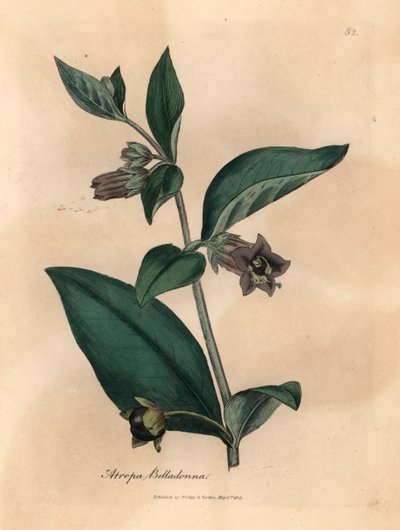 Belladonna a fiori viola, Atropa belladonna, da un