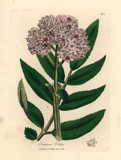 Sambuco nano a fiori viola, Sambucus ebulus, da un