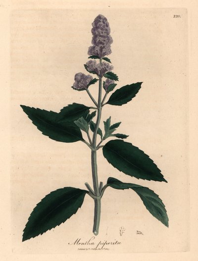 Menta piperita a fiori viola, Mentha piperita, da un