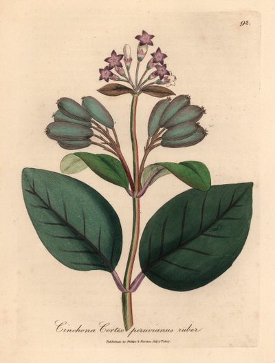 Corteccia di china peruviana rossa a fiore viola, Cinchona cortex peruvianus ruber, da un