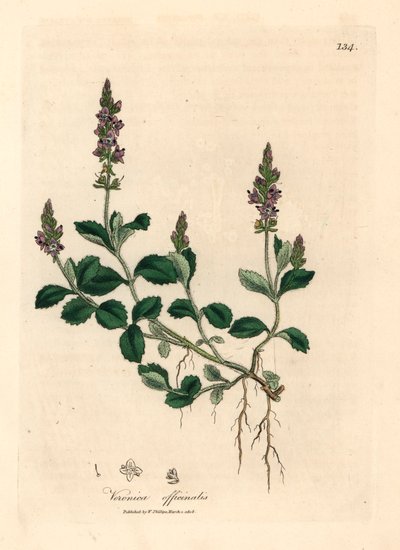Veronica a fiori viola, Veronica officinalis, da un