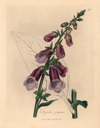 Digitale purpurea, Digitalis purpurea, da un