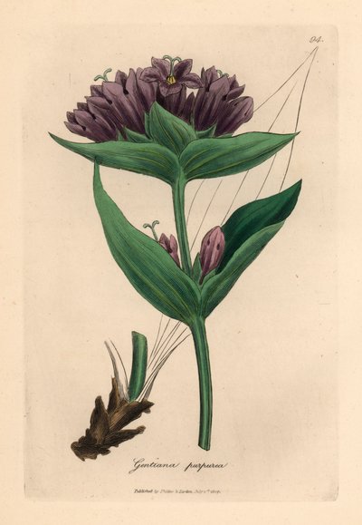 Genziana viola, Gentiana purpurea, da un