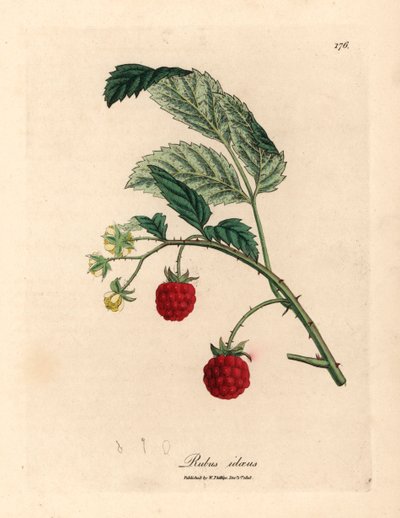 Cespuglio di lamponi con frutti maturi e fiori gialli, Rubus idaeus, da un