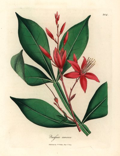 Quassia amara a fiori rossi, Quassia amara, da un