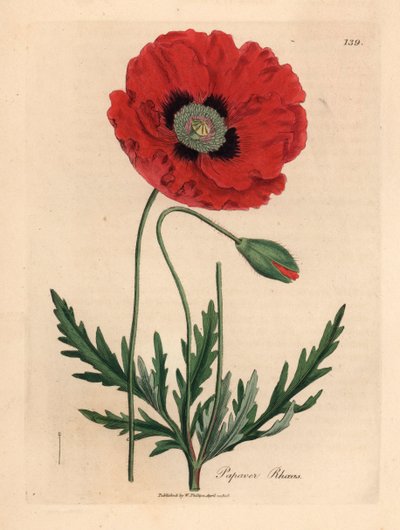 Papavero rosso o di campo, Papaver rhoeas, da un