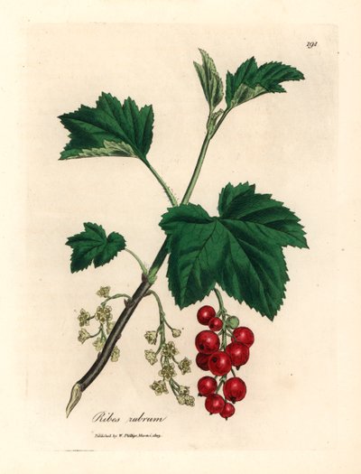Albero di ribes rosso, Ribes rubrum, da un