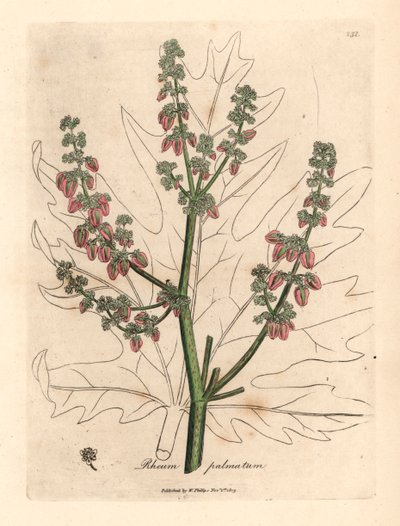 Fiori e steli di rabarbaro, contorno foglia, Rheum palmatum, da un