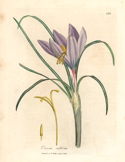 Zafferano, Crocus sativus, da un