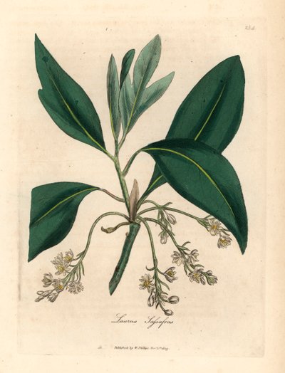Albero di sassofrasso, Laurus sassafras, da un