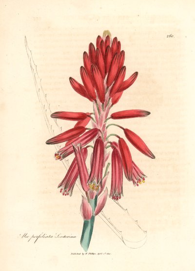 Aloe socotrina, Aloe perfoliata socotorina, da un