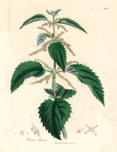 Ortica, Urtica dioica, da un