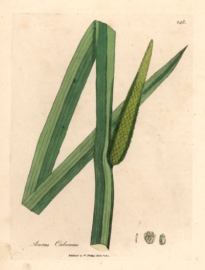 Calamo aromatico, Acorus calamus, da un