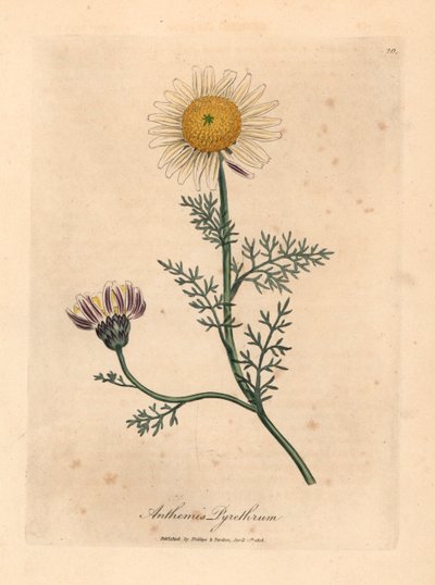 Camomilla spagnola a fiore bianco e giallo, Anthemis pyrethrum, da un