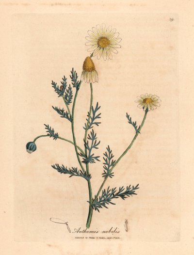 Camomilla a fiori bianchi e gialli, Anthemis nobilis, da un