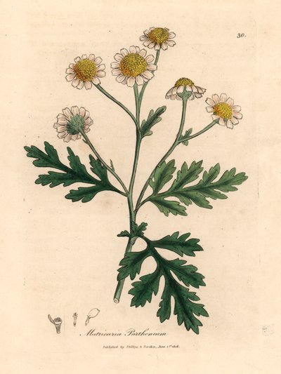 Partenio a fiore bianco e giallo, Matricaria parthenium, da un