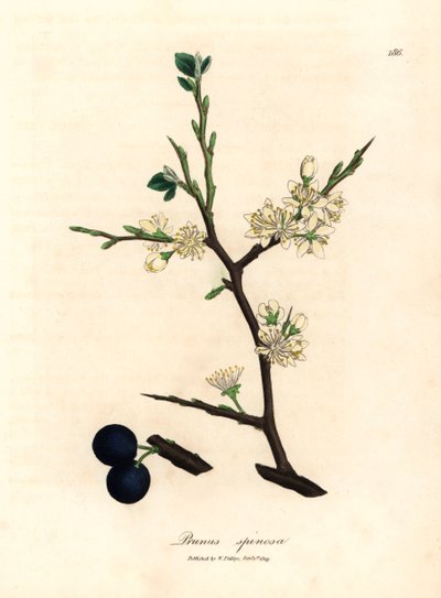 Fiori bianchi e bacche blu del prugnolo, Prunus spinosa, da un