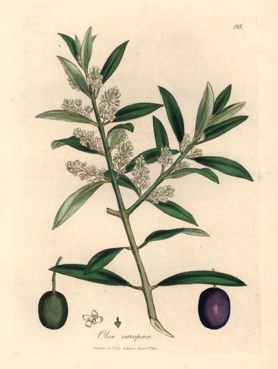 Olivo europeo a fiori bianchi con frutti, Olea europaea, da un