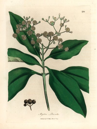 Albero di pimento a fiori bianchi, Myrtus pimenta, da un
