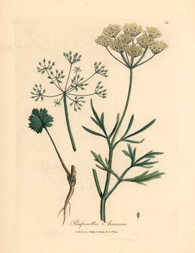 Anice a fiore bianco, Pimpinella anisum, da un