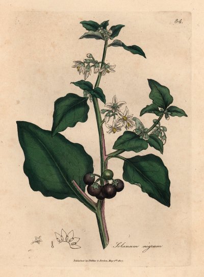 Morella comune a fiore bianco e bacca nera, Solanum nigrum, da un