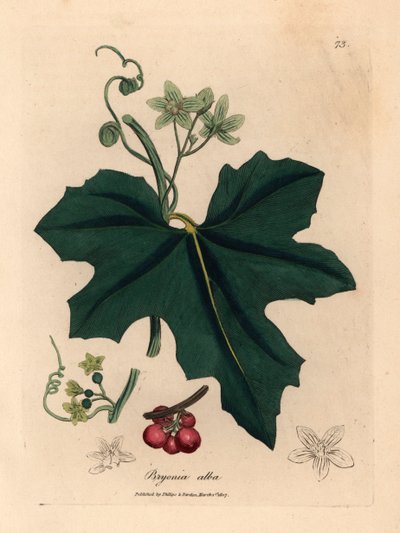 Bryonia alba a fiori bianchi, da un