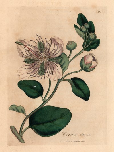 Cappero a fiori bianchi, Capparis spinosa, da un