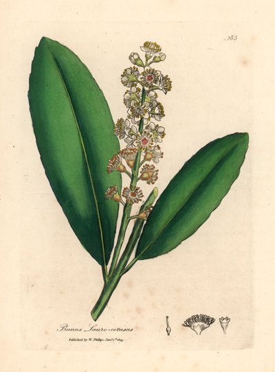 Alloro di ciliegio a fiori bianchi, Prunus laurocerasus, da un