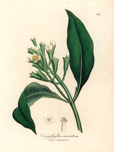 Albero di spezie di chiodi di garofano a fiori bianchi, Caryophyllus aromaticus, da un