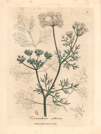 Coriandolo a fiore bianco, Coriandrum sativum, da un