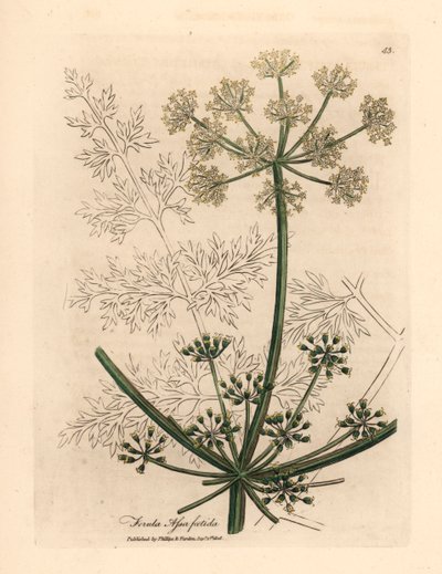 Finocchio gigante a fiori bianchi, Ferula assafoetida, da un