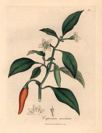 Peperone guineano scarlatto a fiore bianco, Capsicum annuum, da un